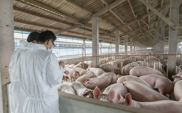 养殖场有害生物治理之苍蝇四